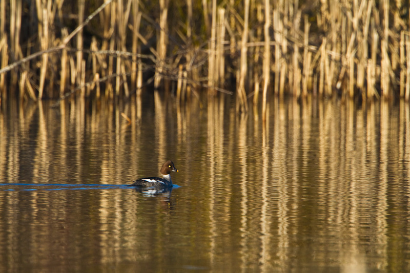 Common Goldeneye